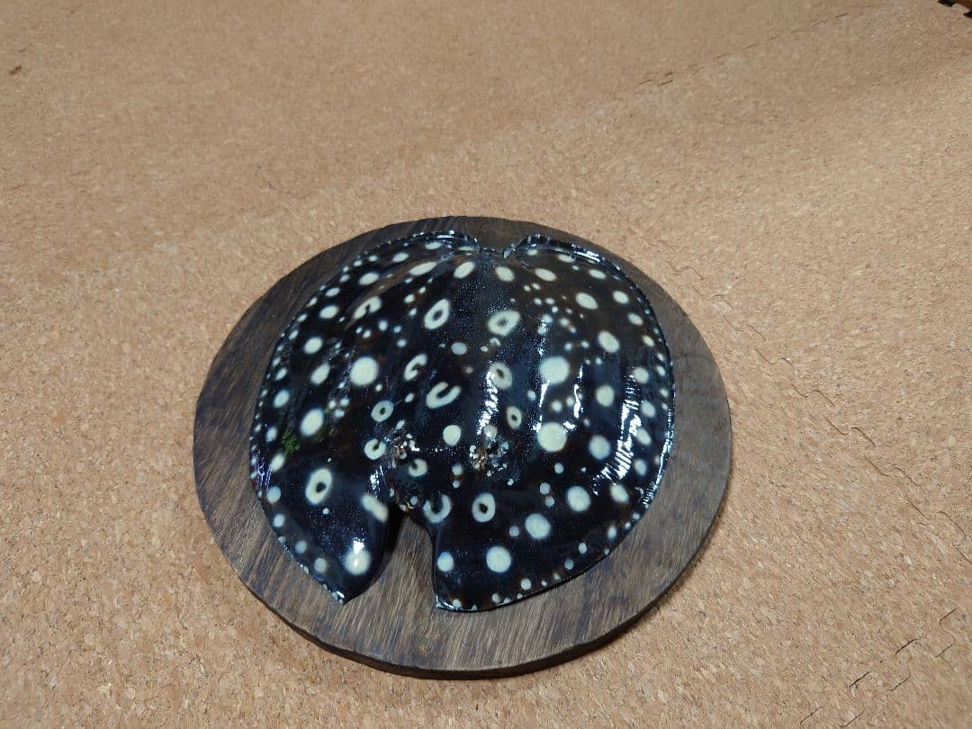 淡水エイ 剥製本物 熱帯魚 ダイヤモンドポルカ 標本