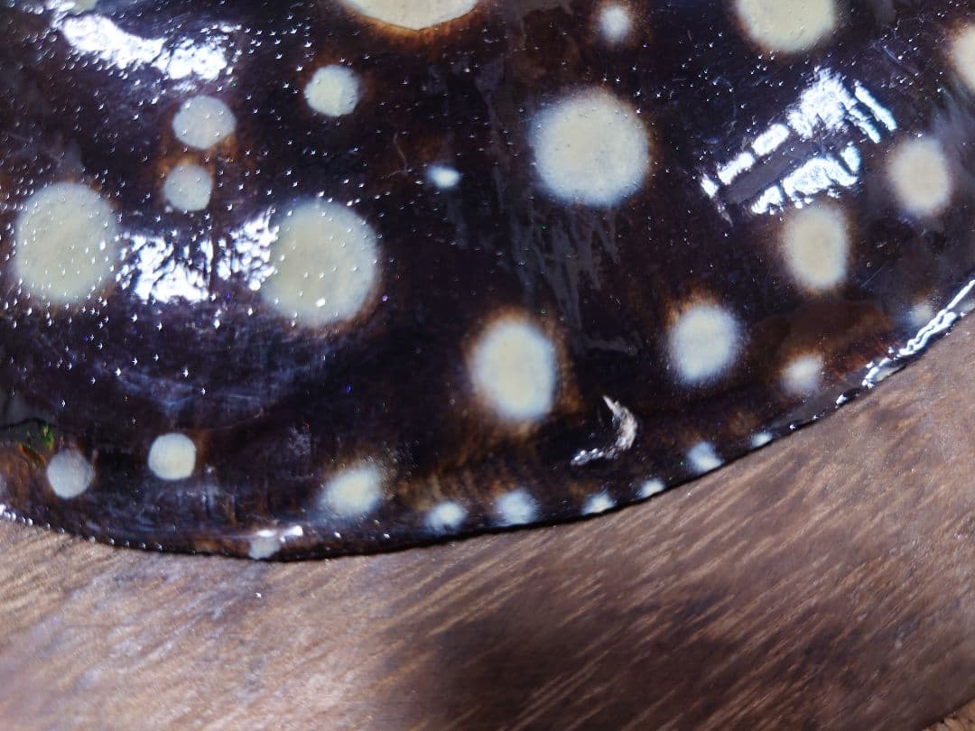 淡水エイ 剥製本物 熱帯魚 ダイヤモンドポルカ 標本