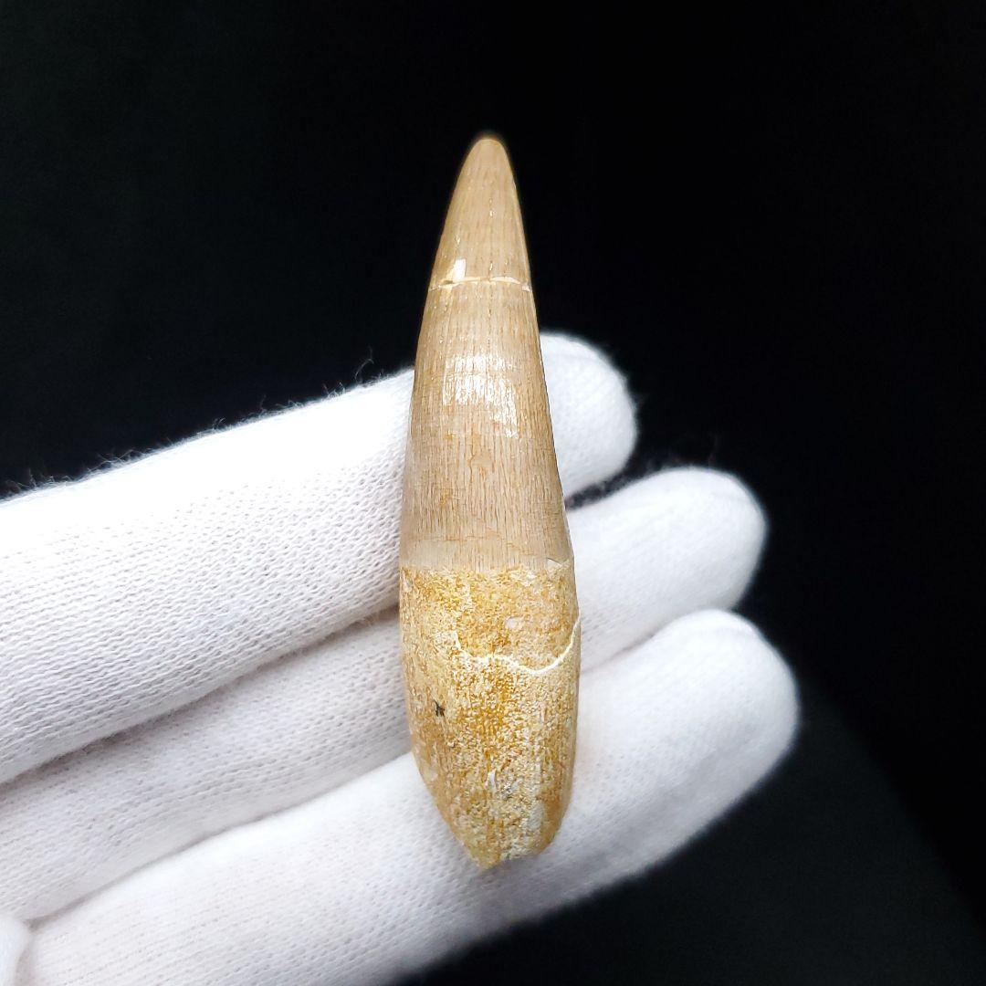 美品 プレシオサウルス 化石 歯 本物 モロッコ産 52mm pr103