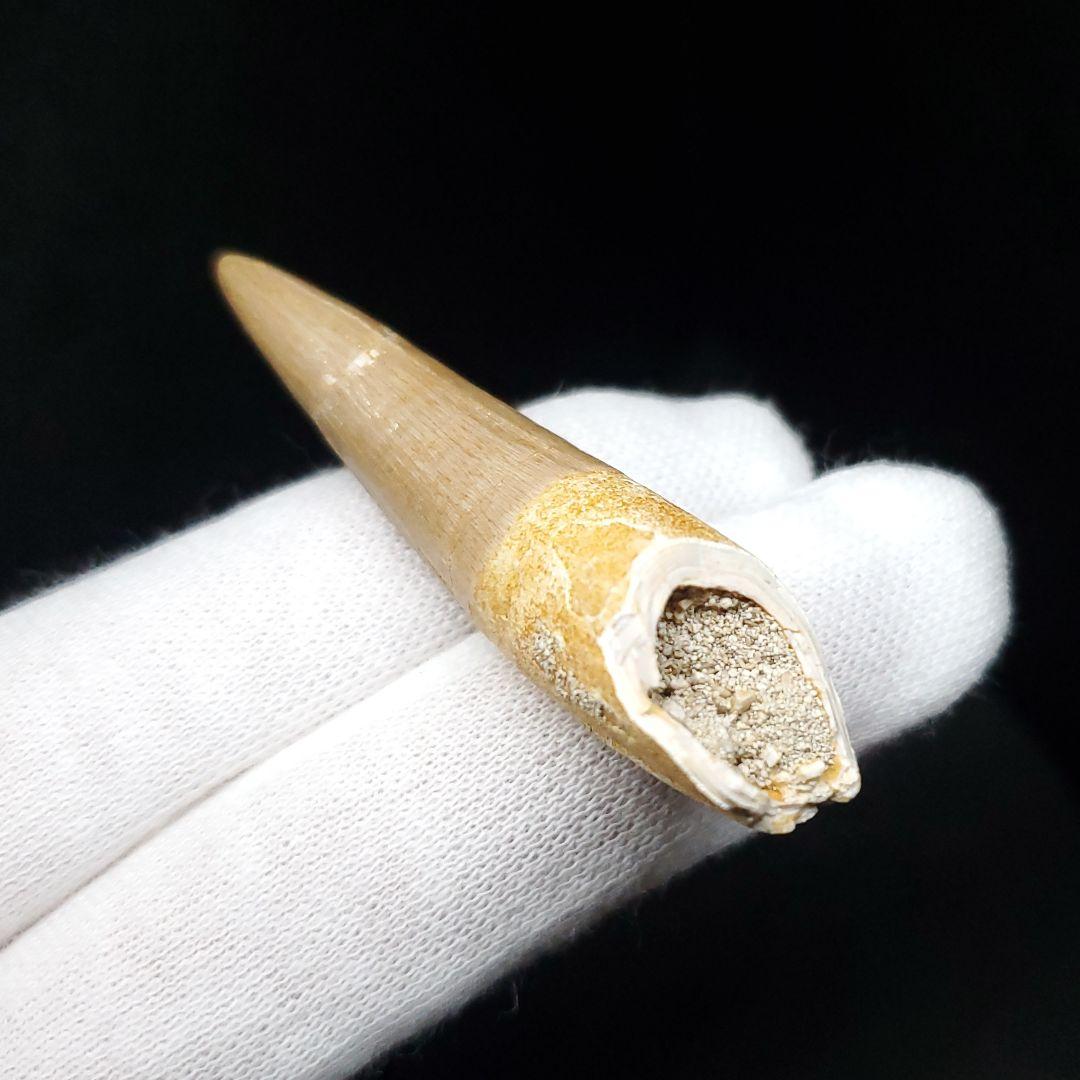 美品 プレシオサウルス 化石 歯 本物 モロッコ産 52mm pr103