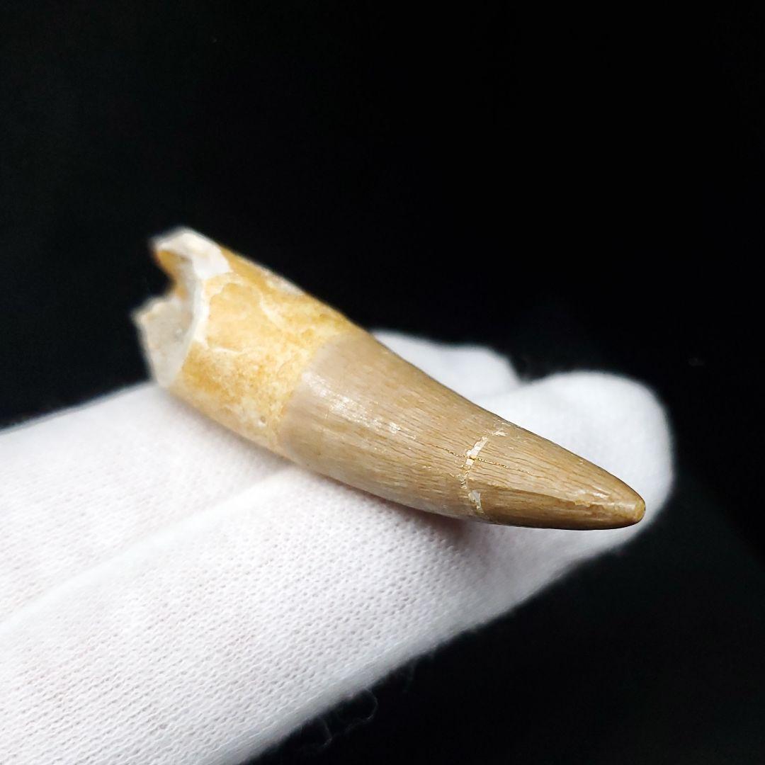 美品 プレシオサウルス 化石 歯 本物 モロッコ産 52mm pr103