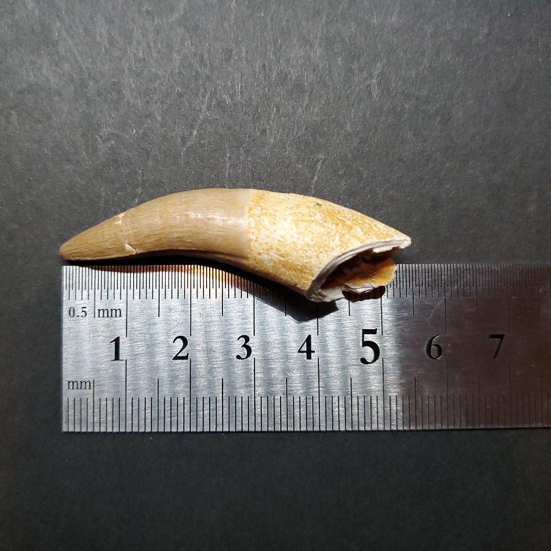 美品 プレシオサウルス 化石 歯 本物 モロッコ産 52mm pr103