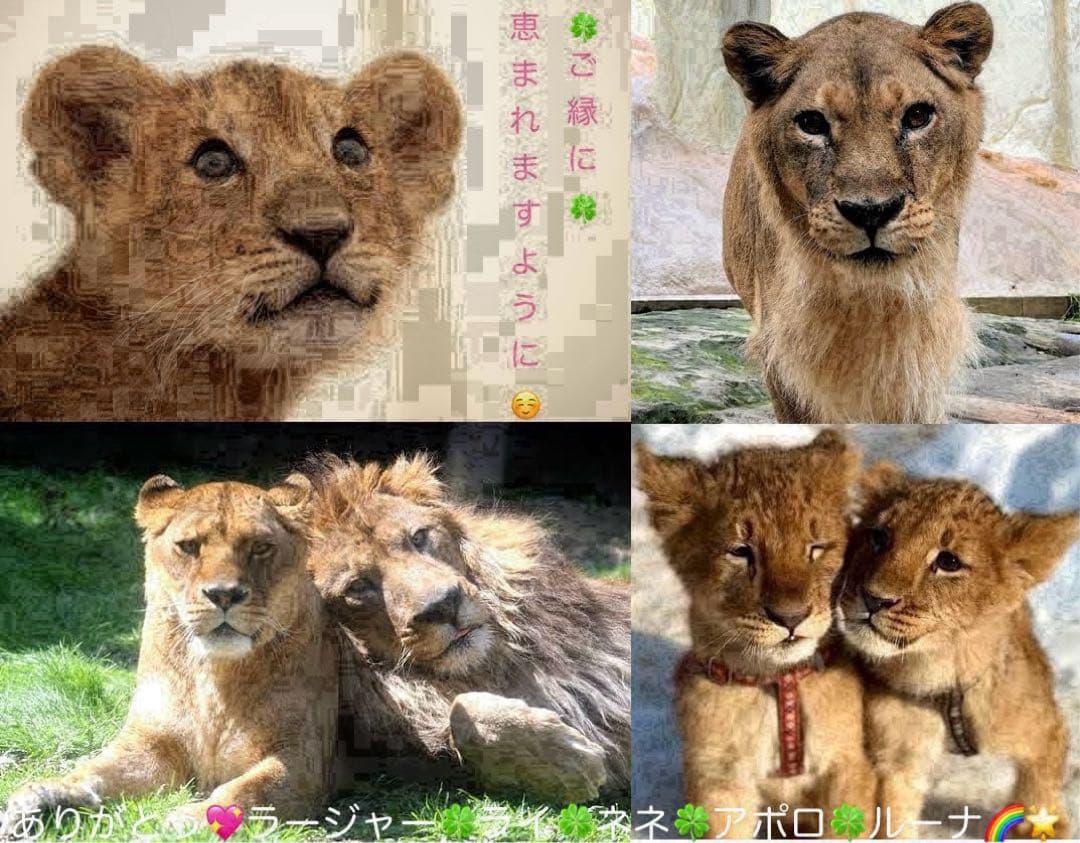 銀魂 クリアファイル 銀時 白夜叉