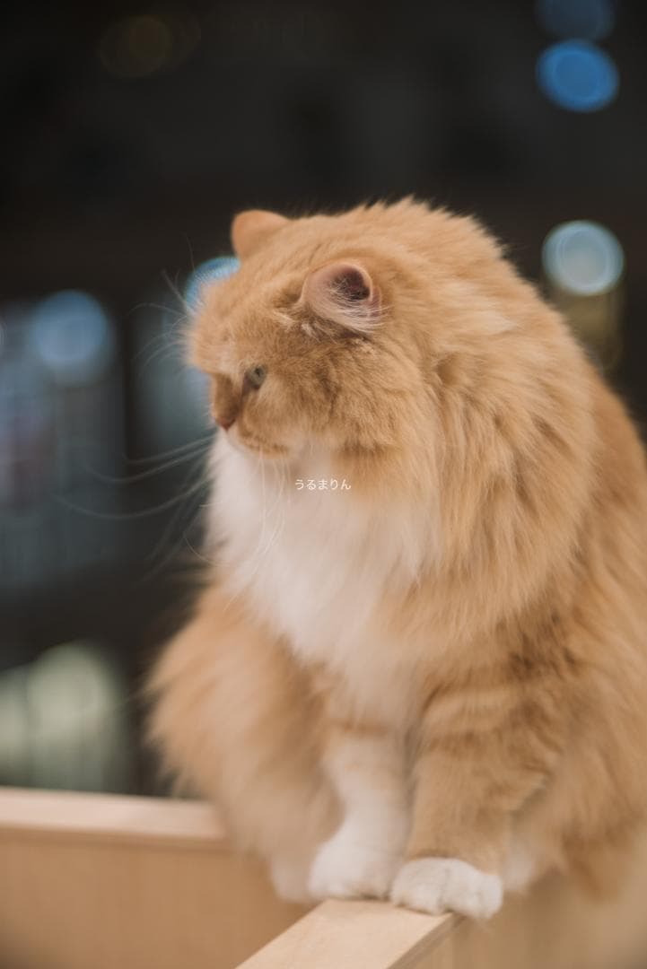 バブルボケの王様！TRIOPLAN 100mm F2.8 exe オールドレンズ