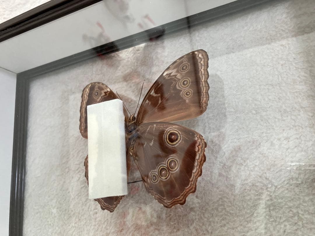 モルフォ蝶 標本