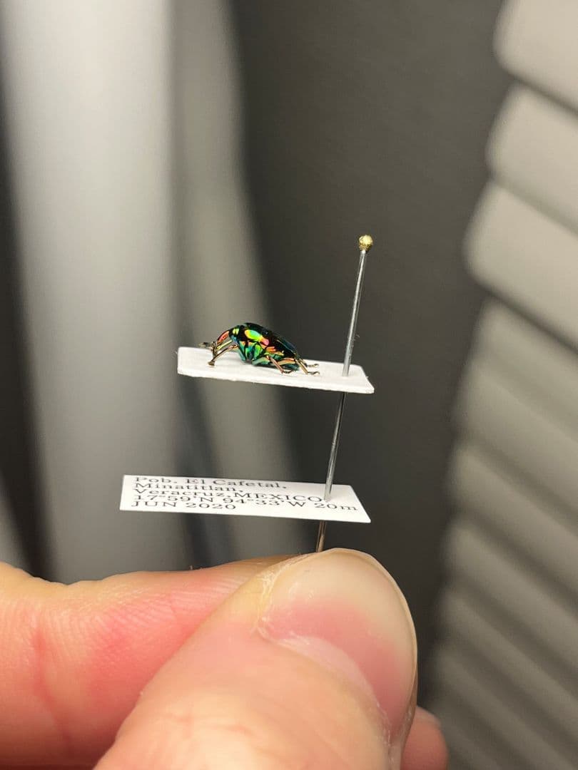 【属内最高峰】ホウセキヒメカタゾウムシ コブハムシ タマムシ 超美麗種 昆虫標本