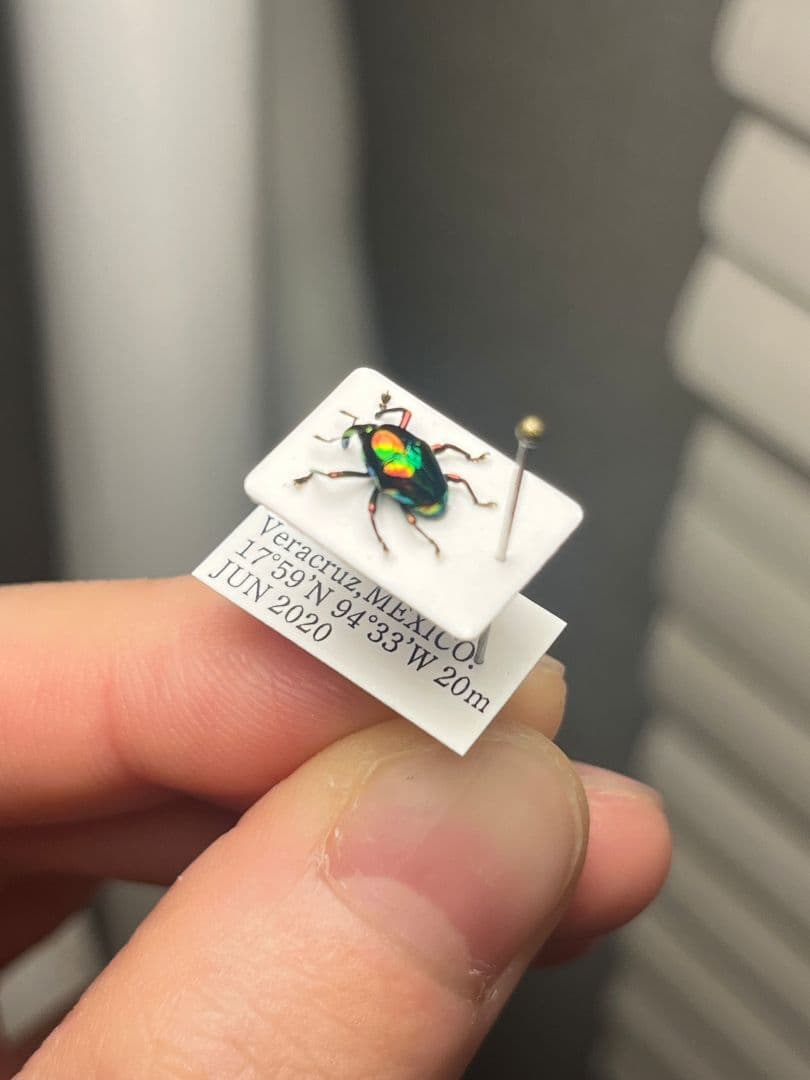 【属内最高峰】ホウセキヒメカタゾウムシ コブハムシ タマムシ 超美麗種 昆虫標本