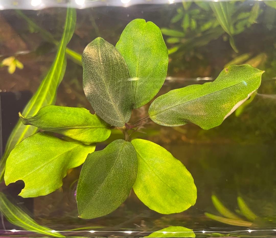 即購入OK‼️ブセファランドラ sp 完全水中葉1株