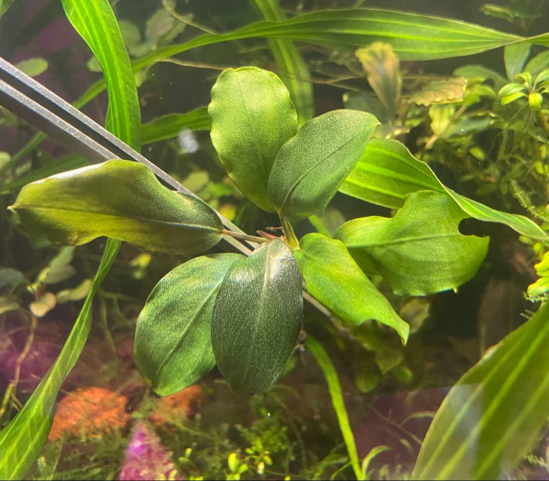 即購入OK‼️ブセファランドラ sp 完全水中葉1株