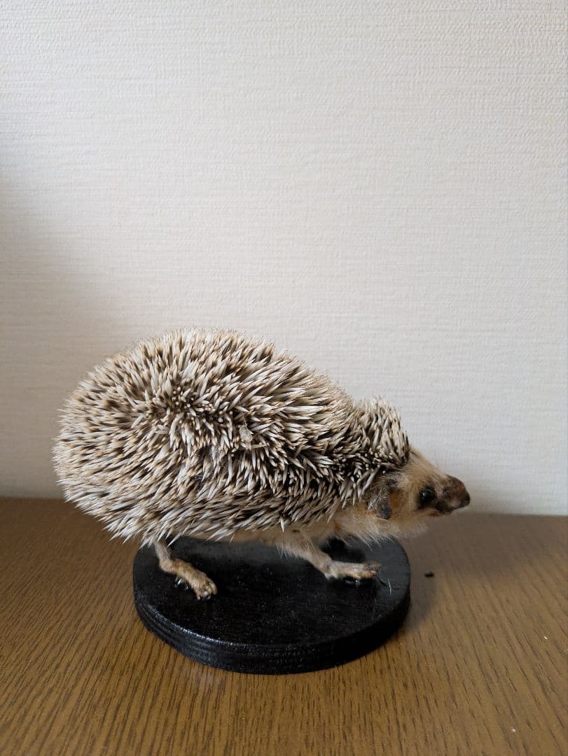 ハリネズミ 剥製 骨格標本 頭骨