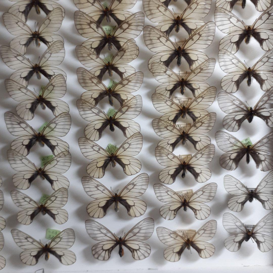 蝶標本　ウスバシロチョウ(ヒメウスバ)、エゾシロチョウ、大型ドイツ標本箱二箱入り
