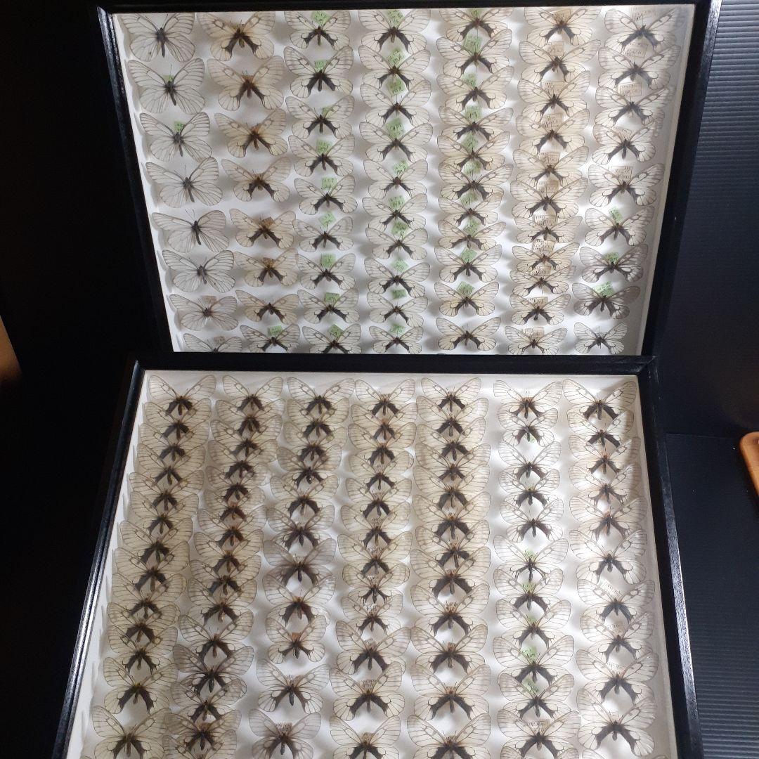 蝶標本　ウスバシロチョウ(ヒメウスバ)、エゾシロチョウ、大型ドイツ標本箱二箱入り