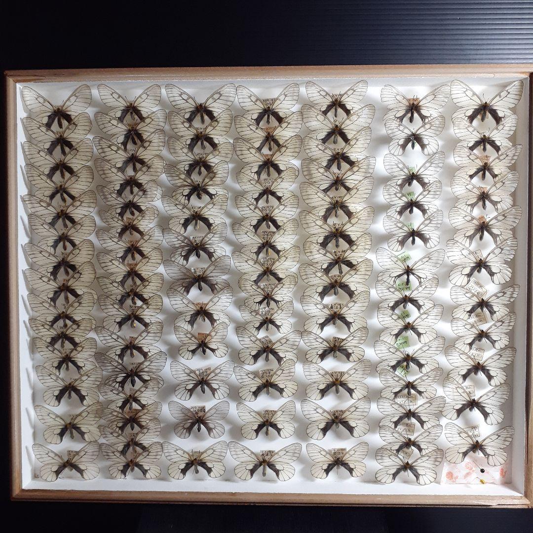 蝶標本　ウスバシロチョウ(ヒメウスバ)、エゾシロチョウ、大型ドイツ標本箱二箱入り