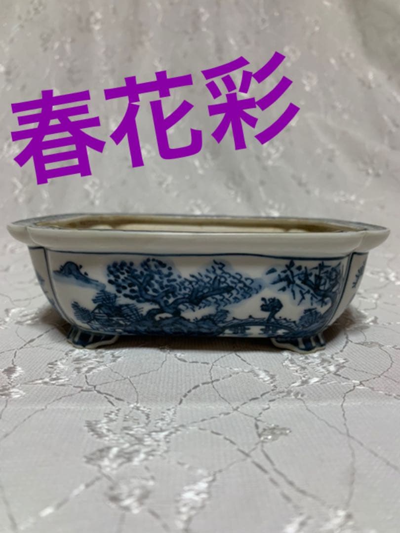春花彩　盆栽鉢