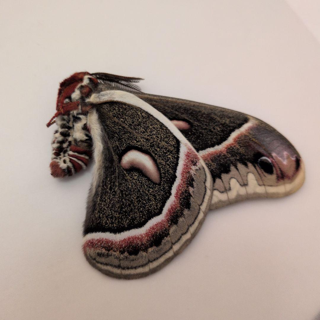 カナダ産　セクロピアサン　A品！　巨大　蝶標本　蛾標本　ヤママユ　美麗