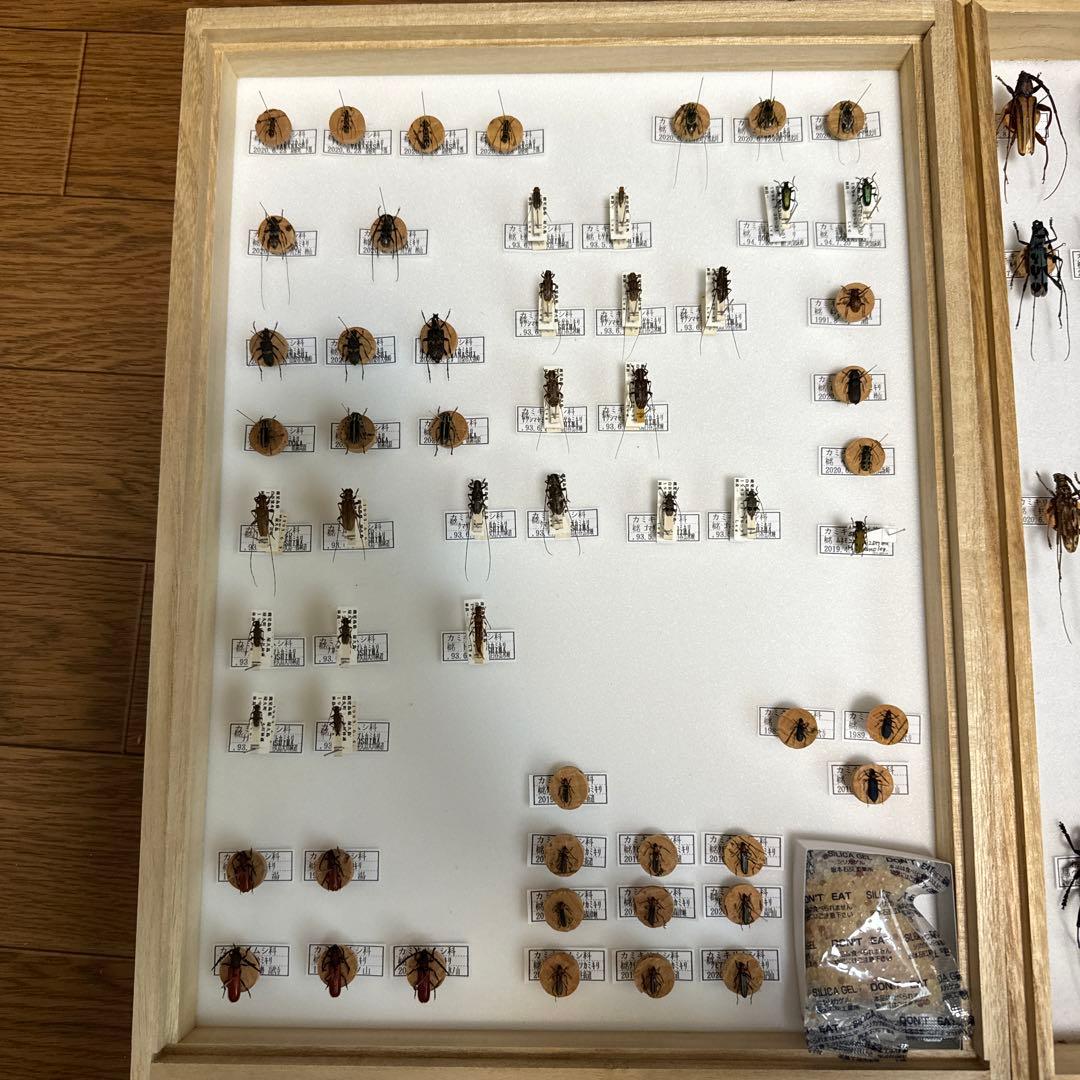 カミキリムシ　標本