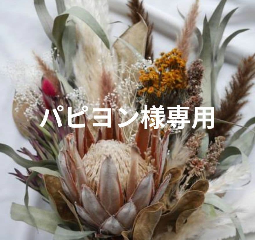 パピヨンです。