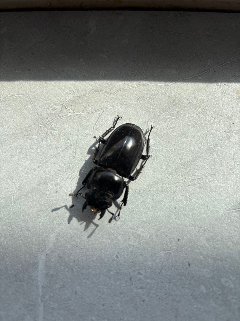 【超大型】 マンディブラリスフタマタクワガタ　標本　オス　メス