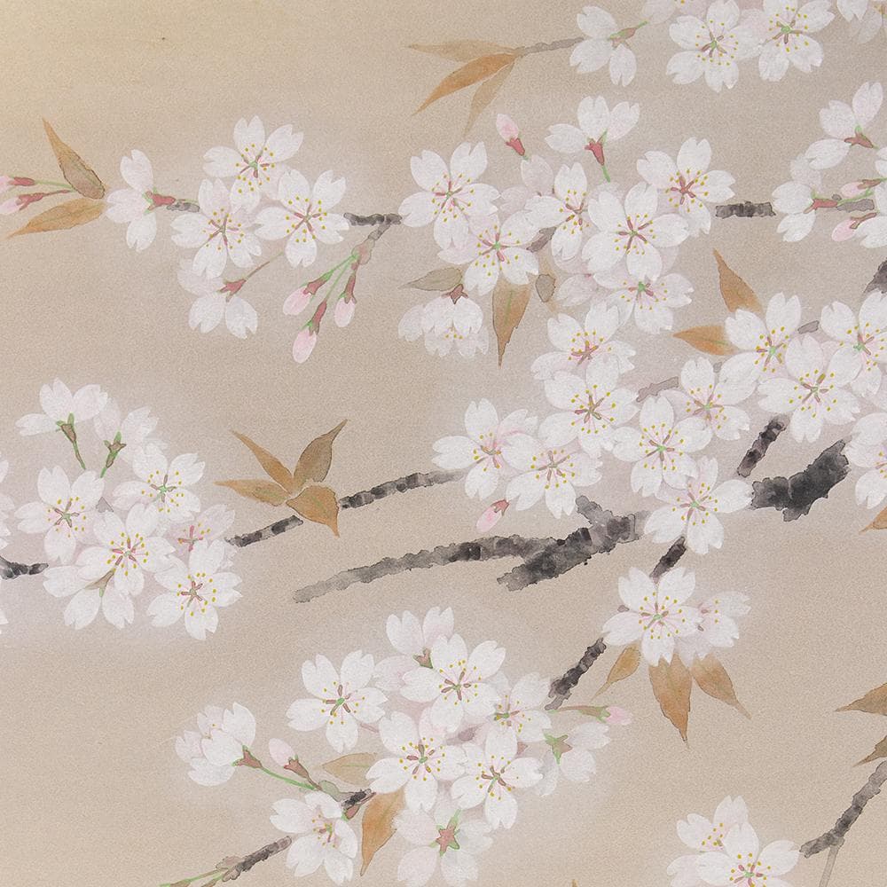 ※Tsutsuzi Sato　掛軸 横幅 水越由喜「桜」共箱