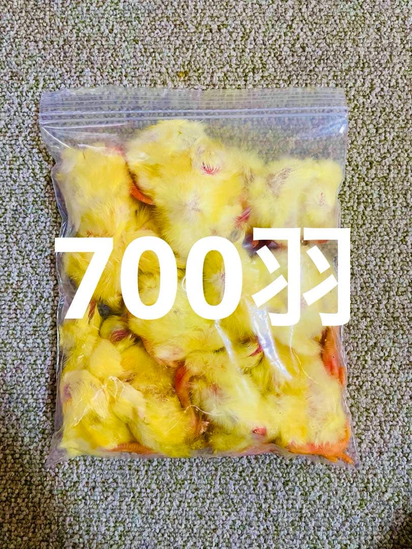 冷凍ひよこ700羽