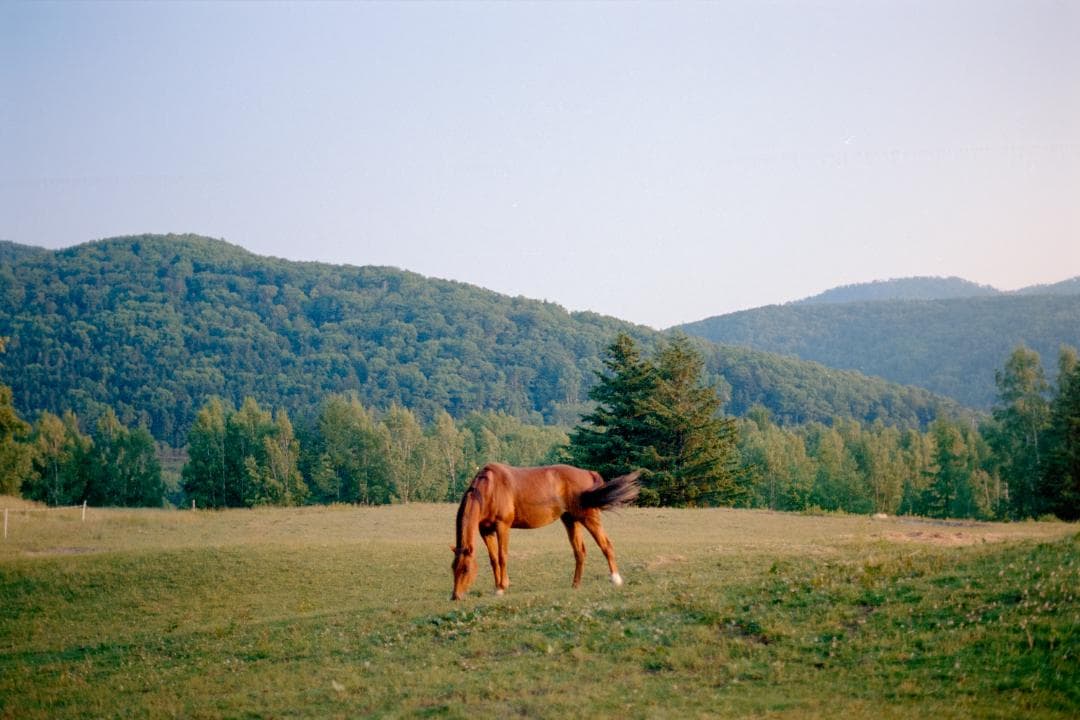 CONTAX Aria 70 Years コンタックス アリア