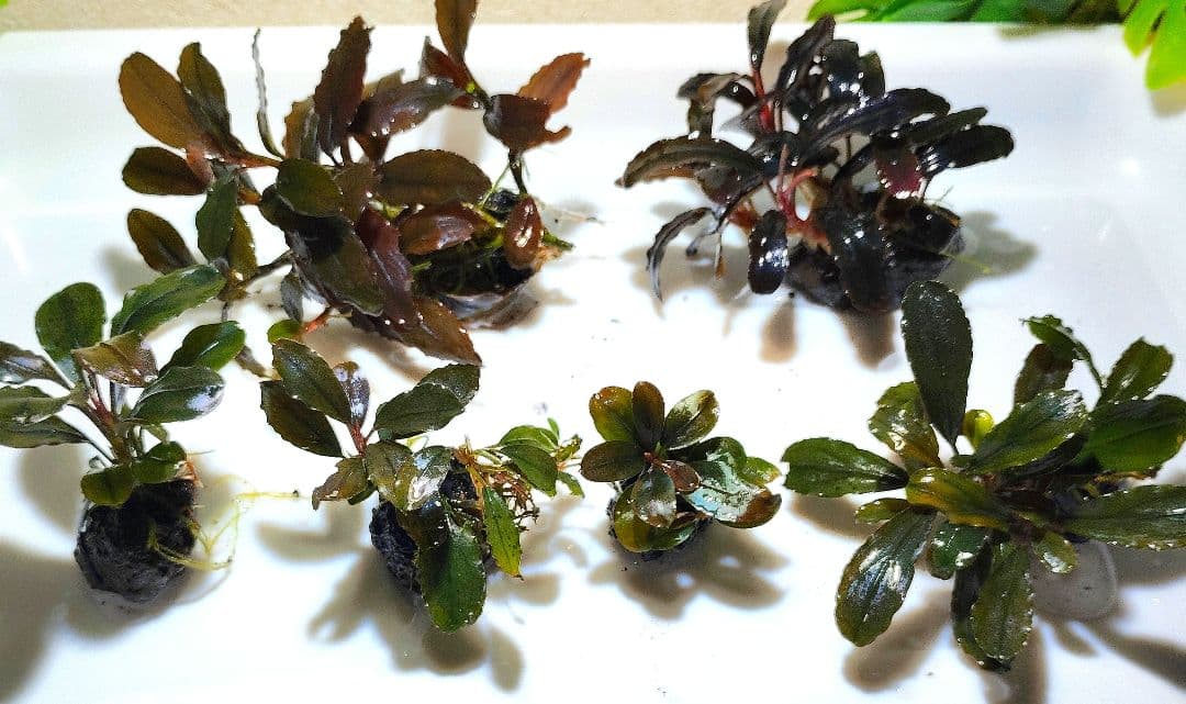 ブセファランドラ・Bucephalandra希少種群生美株セット１セット限定出品