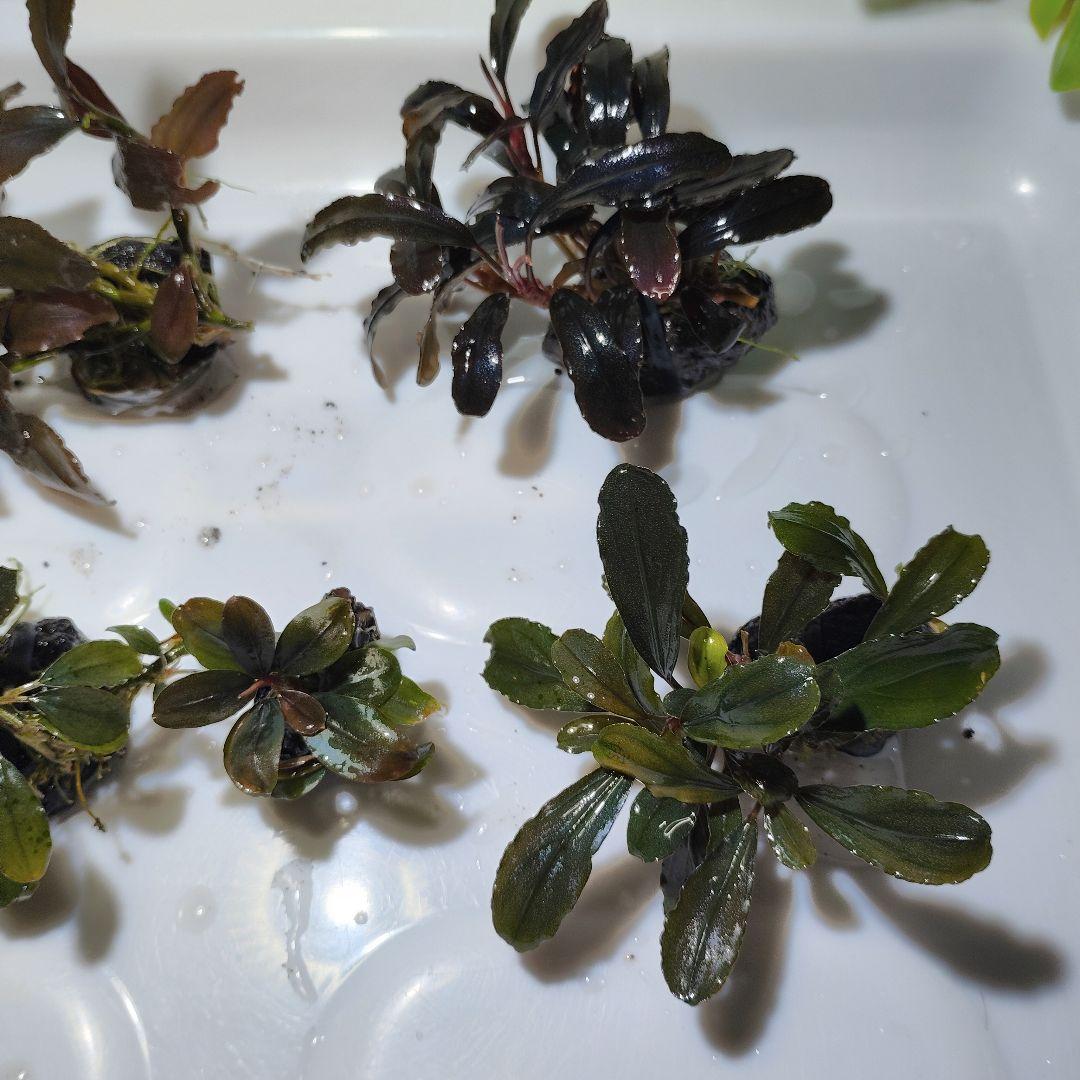 ブセファランドラ・Bucephalandra希少種群生美株セット１セット限定出品