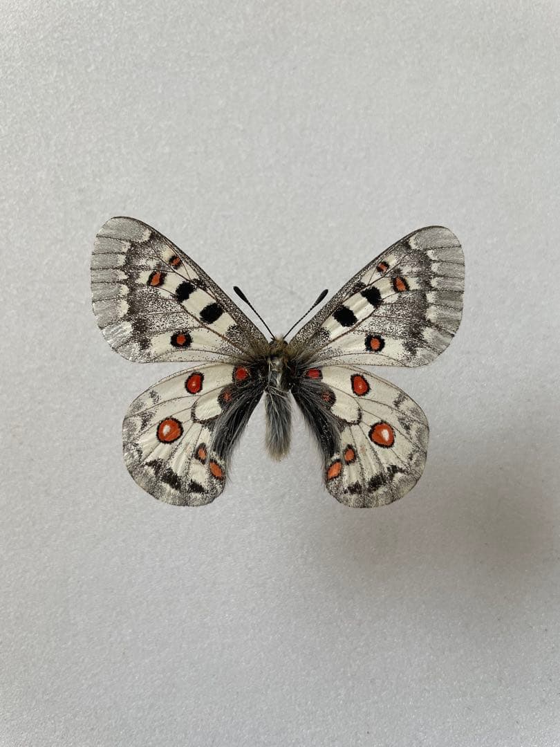 パルナシウス・ジャックエモンティー（オス、インド産）