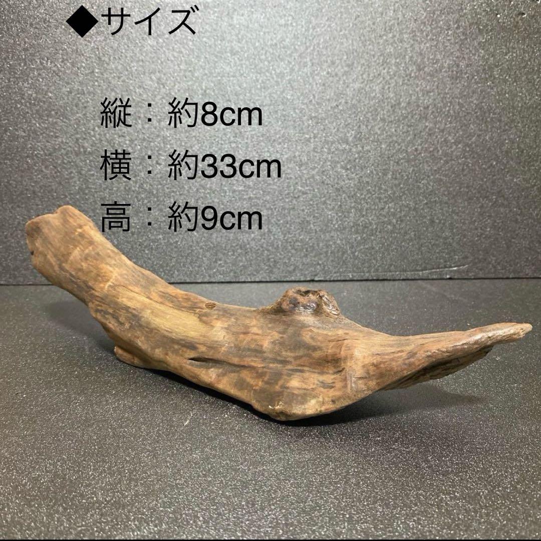 水槽 大きい流木 5点セット⚫︎アクアリウム イモリウム 天然流木 レイアウト