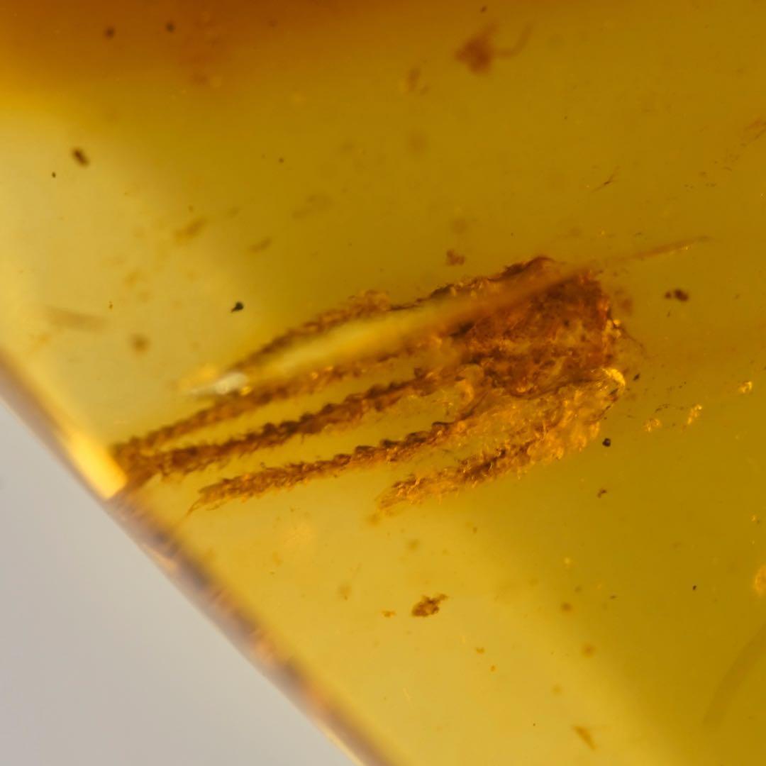 レア極上品手TT0004虫入り琥珀化石ミャンマーカムティかタナイ産9900万年前