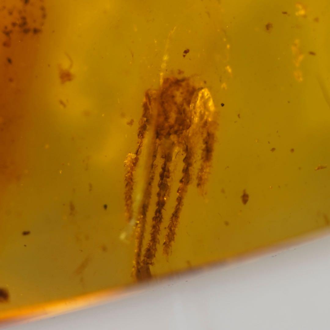 レア極上品手TT0004虫入り琥珀化石ミャンマーカムティかタナイ産9900万年前