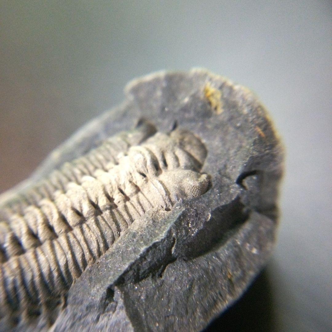 三葉虫　化石　fossil　海　ボリビア産　trilobite　海生動物種別⑩