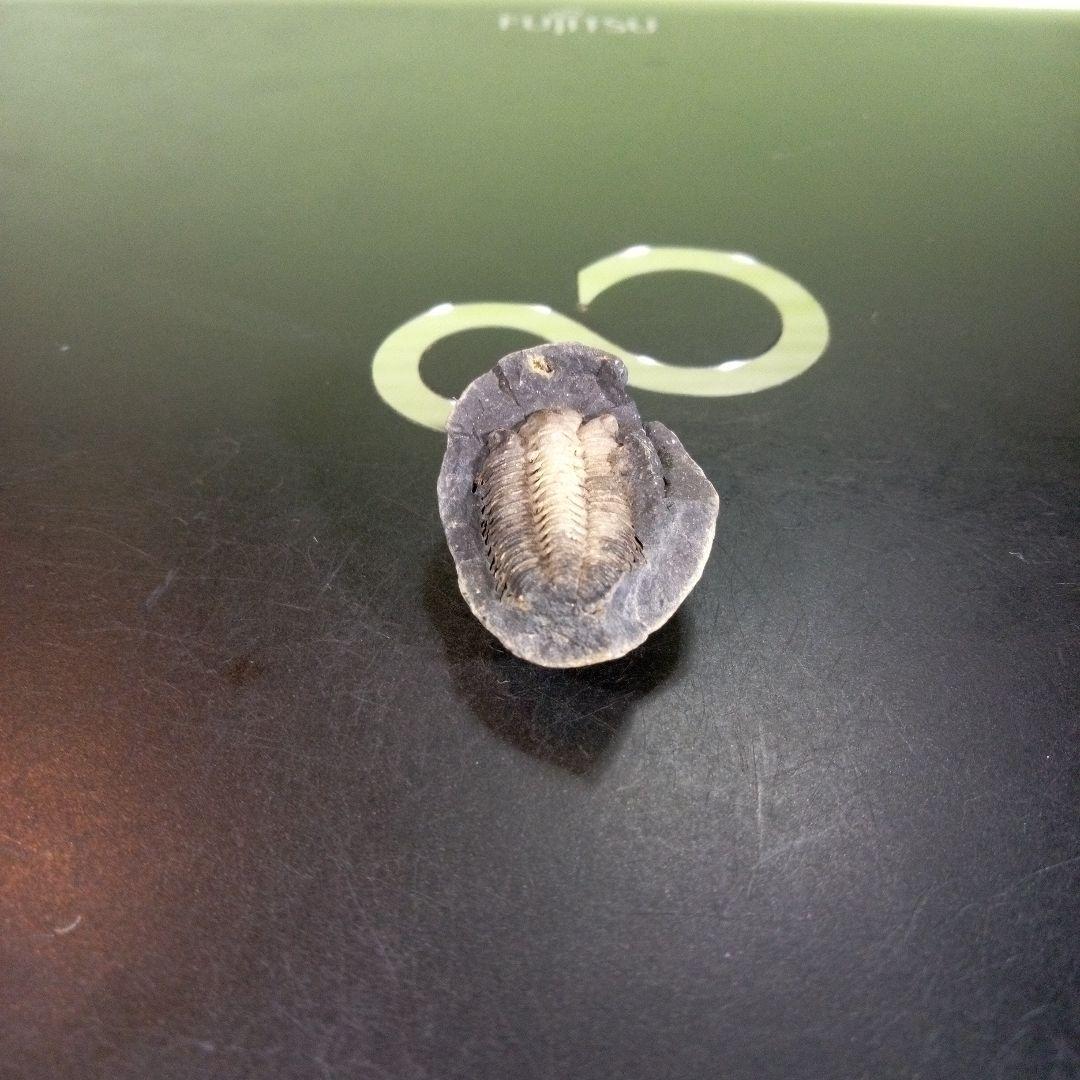 三葉虫　化石　fossil　海　ボリビア産　trilobite　海生動物種別⑩