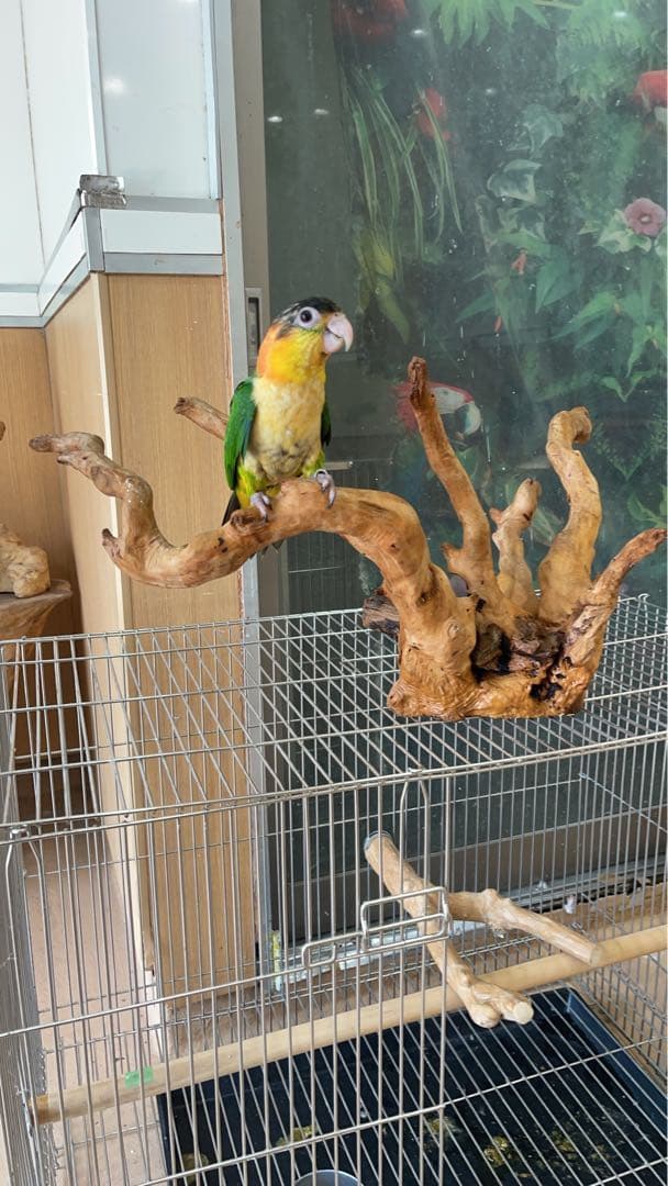 水槽用流木 大きめ 自然な枝状