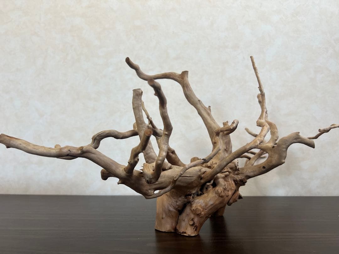 63001 ブランチウッド　流木　アクアリウム　沈水確認済