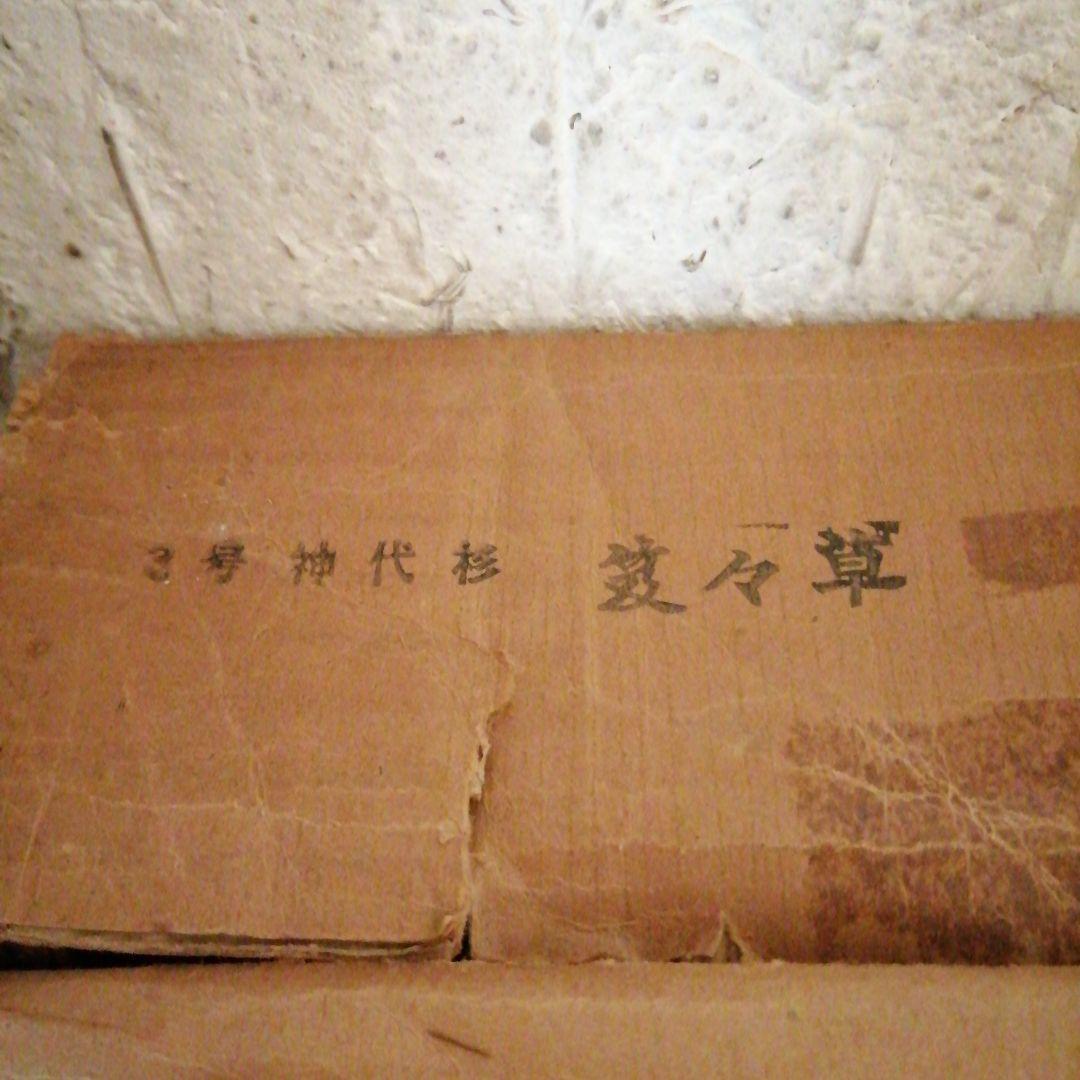 神代杉御簾屏風　121cm　桜紋