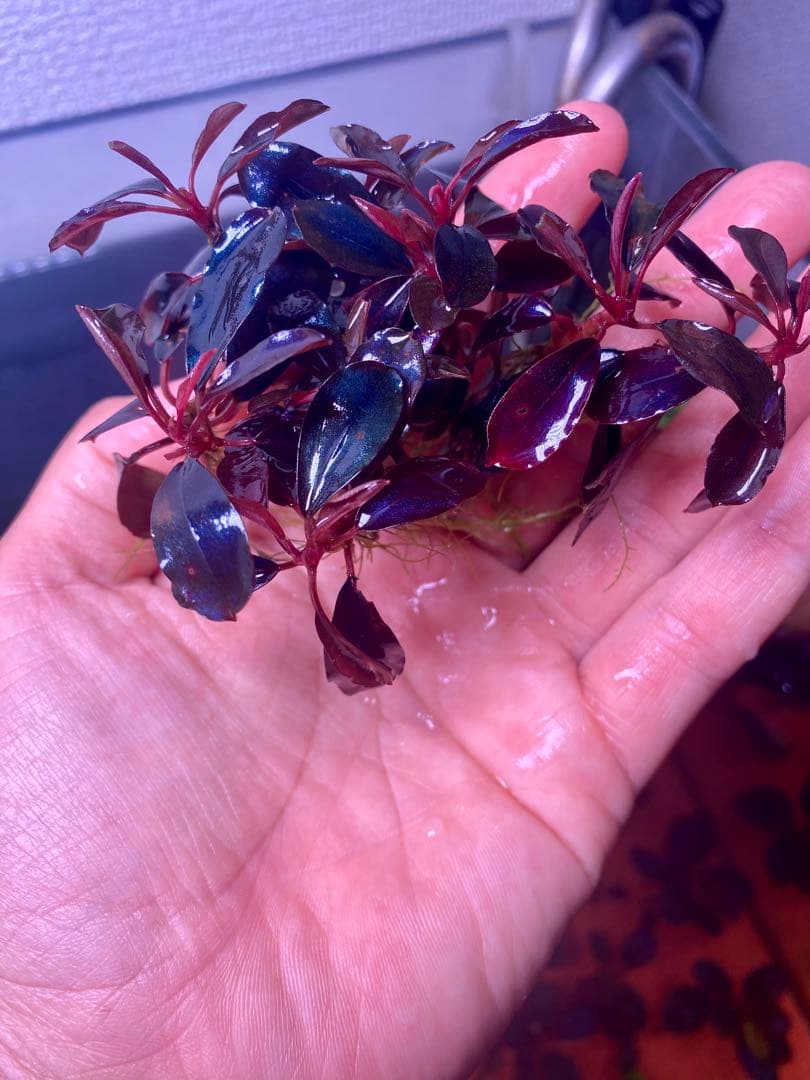 ブセファランドラｓｐ. ブラックエンゼル 大群生