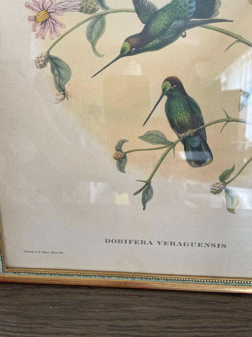 アンティーク　フレーム 鳥の絵画　リトグラフ