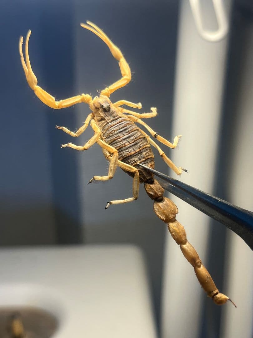 【標本】スーザンシールドテールドスコーピオン キョクトウサソリムカデセンチピード