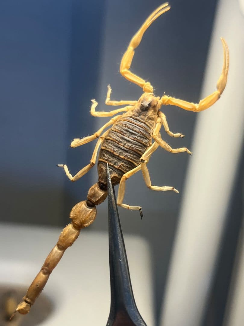 【標本】スーザンシールドテールドスコーピオン キョクトウサソリムカデセンチピード