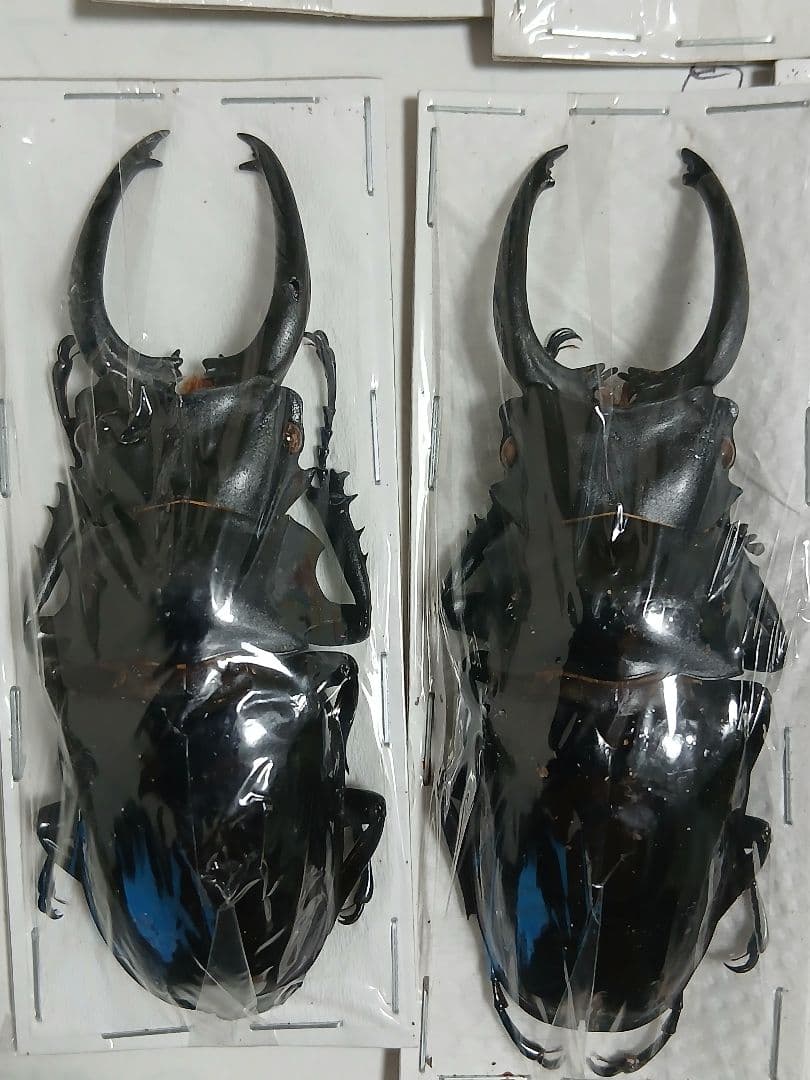 海外産標本｜インドネシア産 ギラファノコギリクワガタ 標本