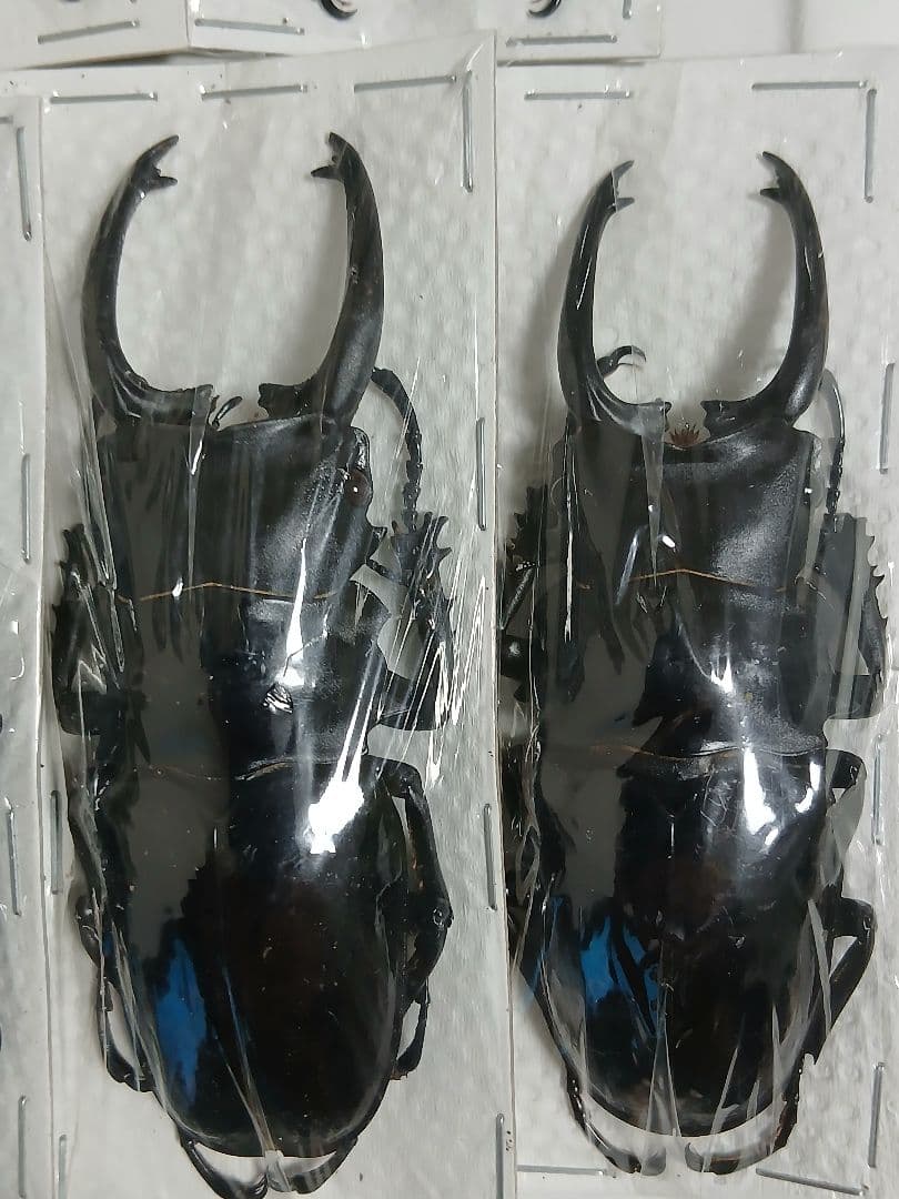 海外産標本｜インドネシア産 ギラファノコギリクワガタ 標本