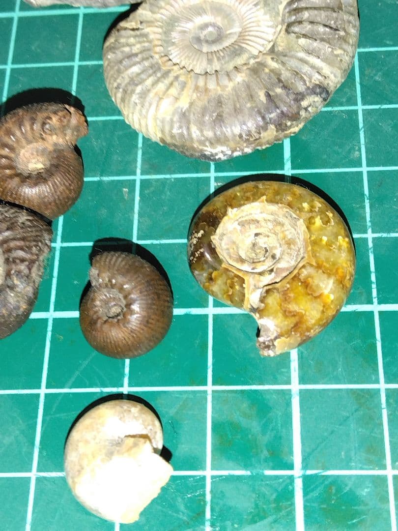 世界のアンモナイト　化石 ヘマタイト　方解石置換