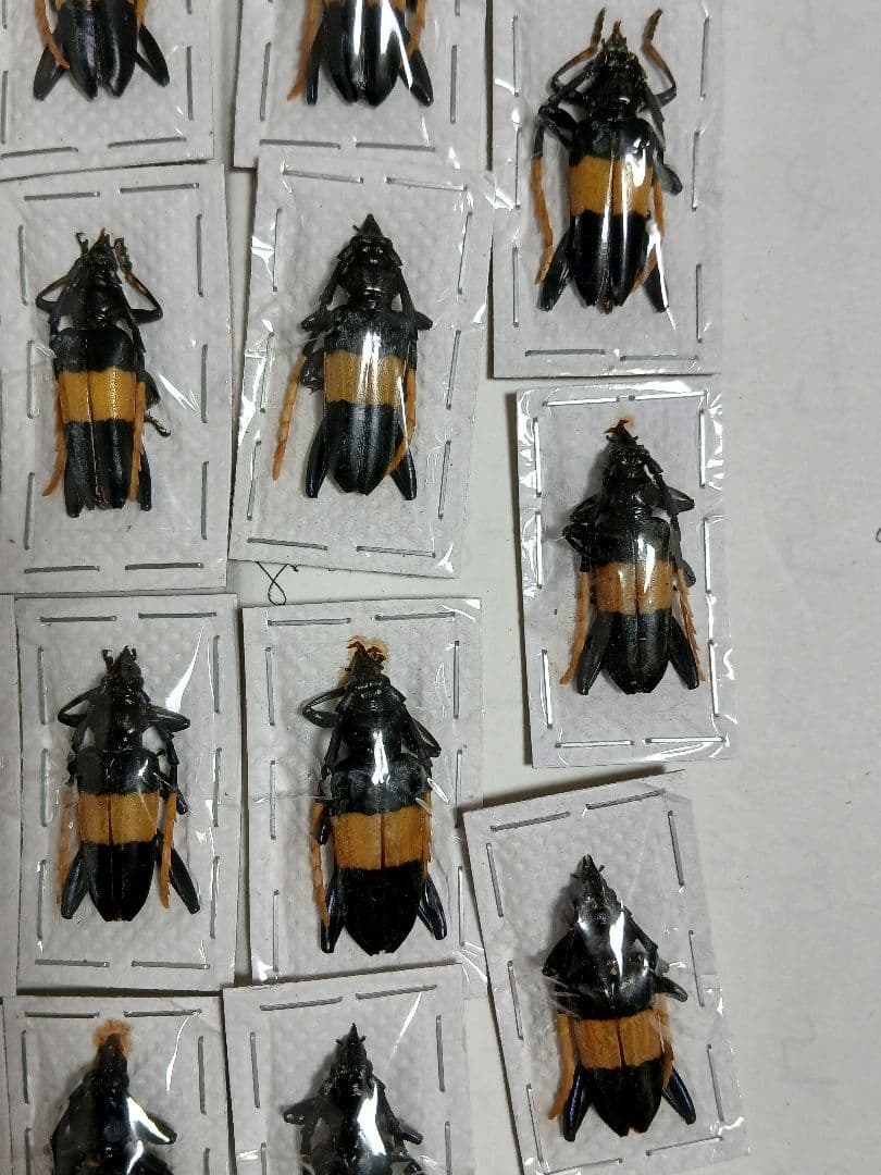 海外産標本｜マレーシア産 カミキリムシ 昆虫標本