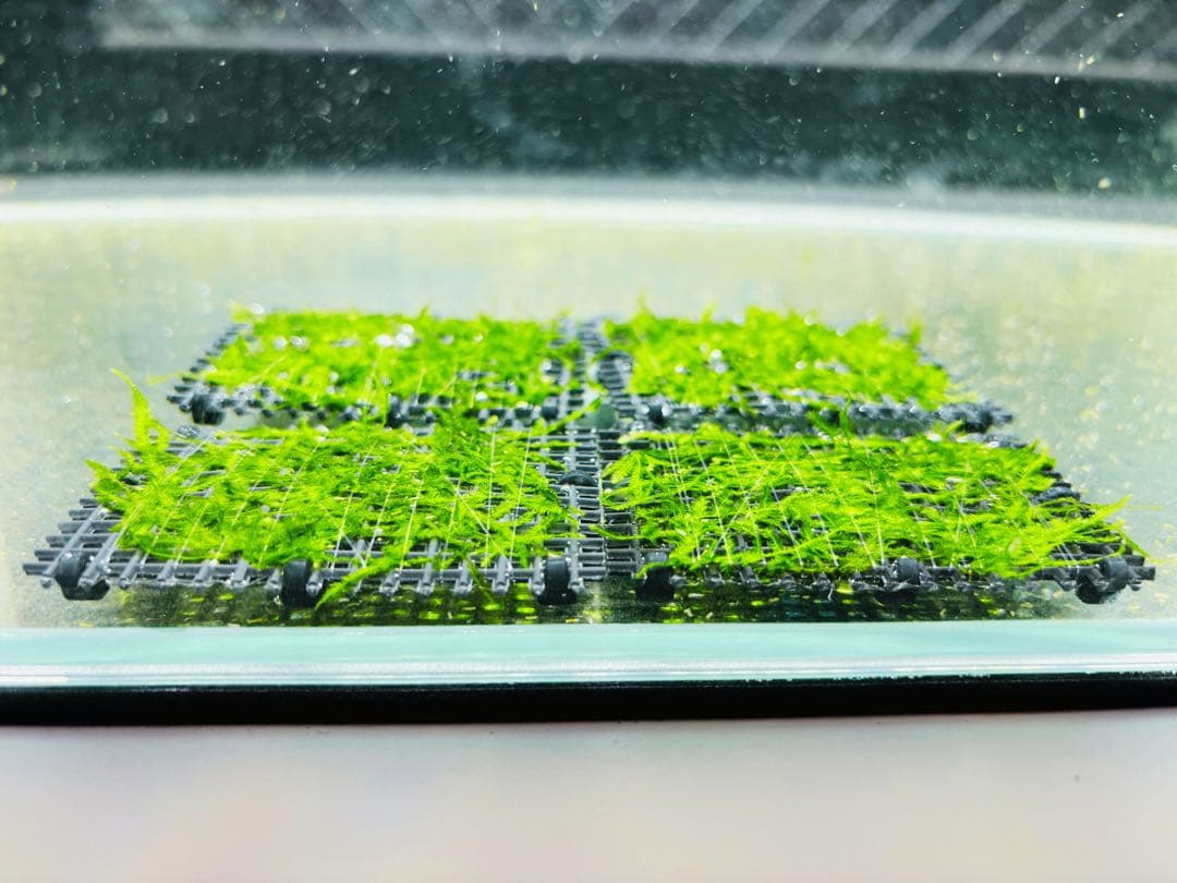 【無農薬】ウィローモスマット 約6cm×5cm