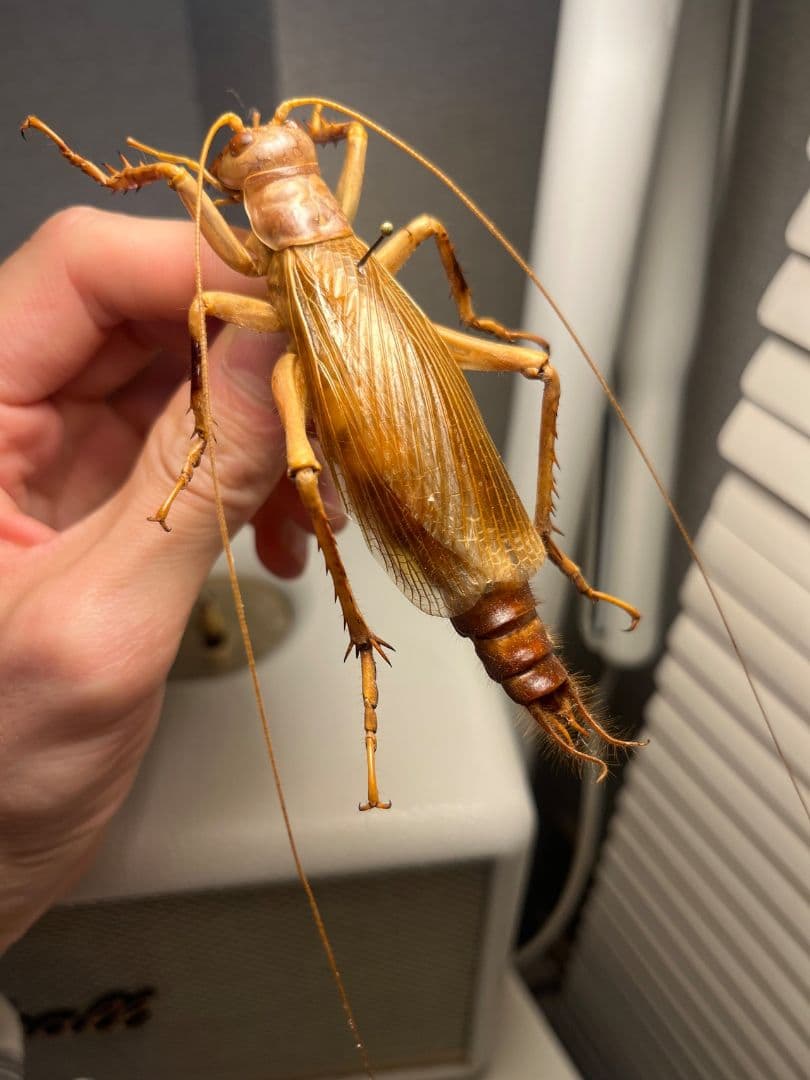 【大人気種】リオック Sia ferox コロギス 昆虫標本デュビアタランチュラ