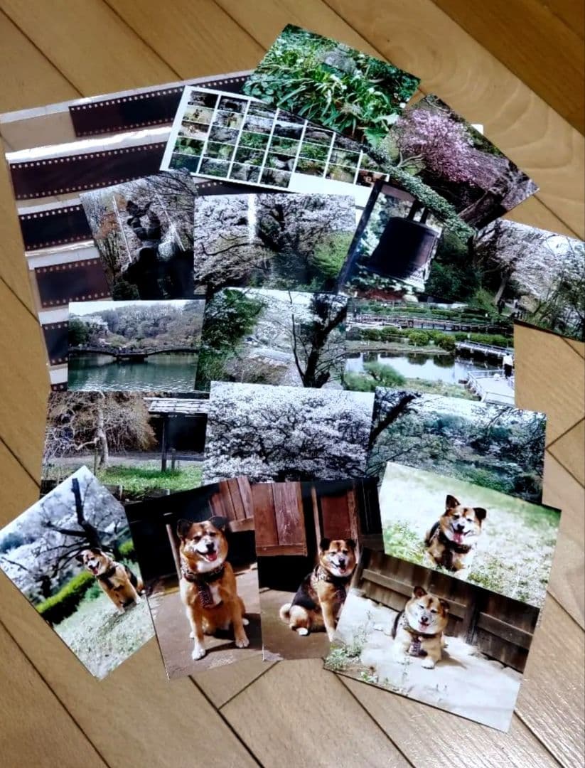 ニコンSP白ボディー50mm1.4　レンズフィルター/新品フード付