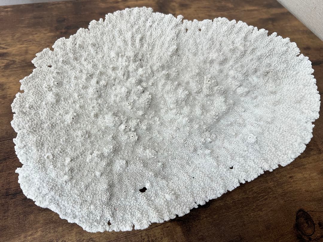 激レア！希少 本物 テーブルサンゴ 珊瑚