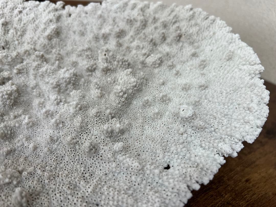 激レア！希少 本物 テーブルサンゴ 珊瑚