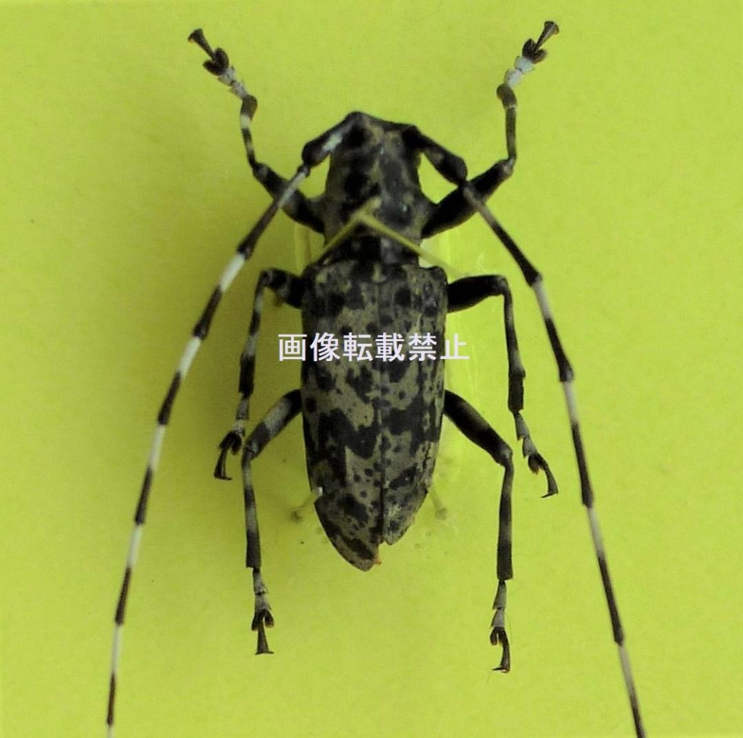 【昆虫標本 完全雌雄型 ヒゲナガゴマフカミキリ】